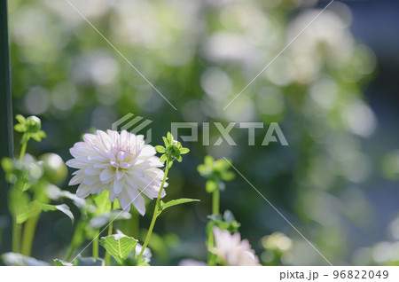 白いダリア 白いダリア 96822049