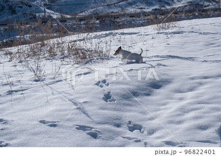 Jack Russell Terrier dog running through snowdrifts. Jack Russell Terrier dog running through snowdrifts. 96822401