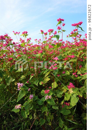 赤蕎麦の花　赤花そば祭り　高嶺ルビー 96822672