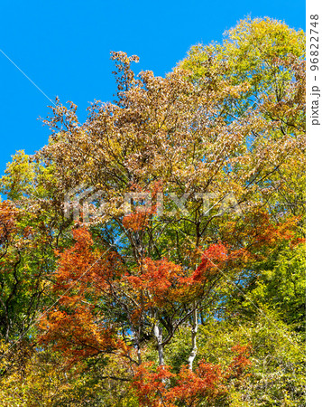 秋の景色　大菩薩嶺に続く日川の美しい紅葉 96822748