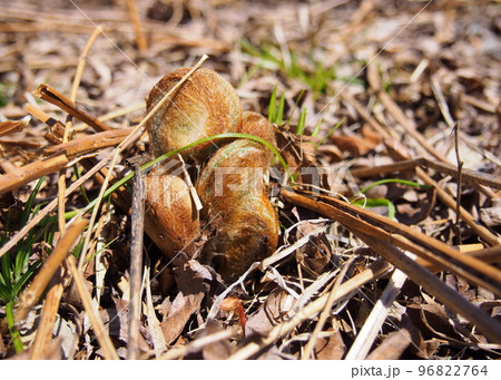 ゼンマイの芽生え 96822764
