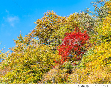 秋の景色　大菩薩嶺に続く日川の美しい紅葉 96822791