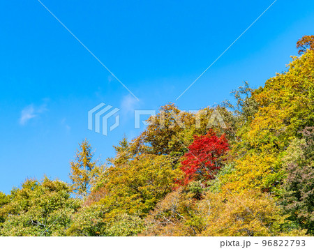 秋の景色　大菩薩嶺に続く日川の美しい紅葉 96822793