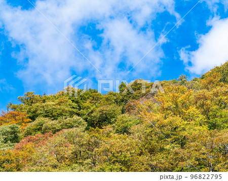 秋の景色　大菩薩嶺に続く日川の美しい紅葉 96822795