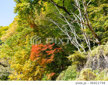 秋の景色　大菩薩嶺に続く日川の美しい紅葉 96822798