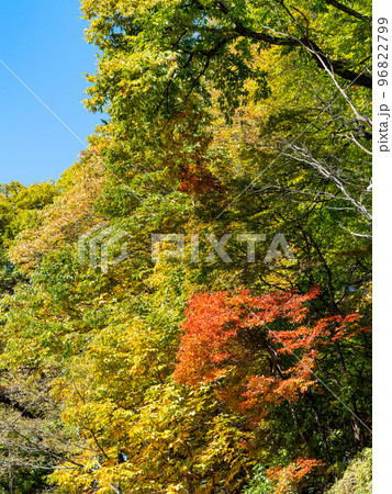 秋の景色　大菩薩嶺に続く日川の美しい紅葉 96822799
