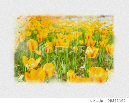 晴れた日のチューリップ畑、赤いチューリップ、黄色いチューリップ、チューリップの花壇 晴れた日のチューリップ畑、赤いチューリップ、黄色いチューリップ、チューリップの花壇 96823162