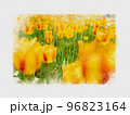 晴れた日のチューリップ畑、赤いチューリップ、黄色いチューリップ、チューリップの花壇 96823164