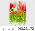 晴れた日のチューリップ畑、赤いチューリップ、黄色いチューリップ、チューリップの花壇 96823172