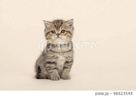Cute golden tabby purebred british shorthair baby cat , looking at the camera on a creme background Cute golden tabby purebred british shorthair baby cat , looking at the camera on a creme background 96823548