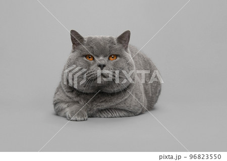 Grey purebred british shorthair cat with orange eyes lying down on a grey background Grey purebred british shorthair cat with orange eyes lying down on a grey background 96823550
