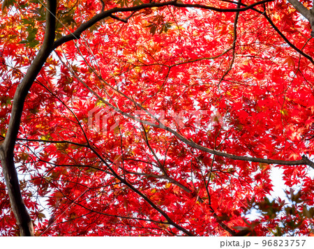 色とりどりの紅葉の美しい景色 色とりどりの紅葉の美しい景色 96823757