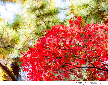 色とりどりの紅葉の美しい景色 色とりどりの紅葉の美しい景色 96823758