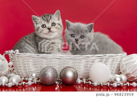 Two british shorthaired kittens in a white basket with chirstmas ornaments on a red background Two british shorthaired kittens in a white basket with chirstmas ornaments on a red background 96823959