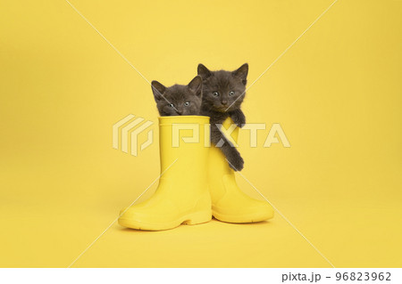 Two cute grey kittens in yellow rubber rain boots on a yellow background looking at the camera 96823962