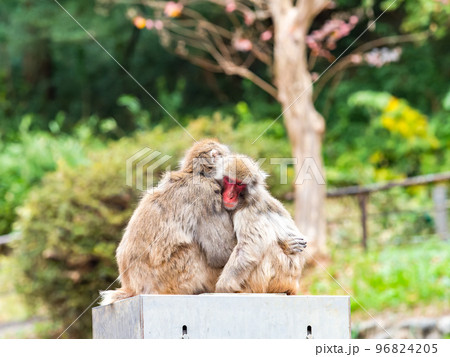 抱き合って暖を取る可愛いニホンザル 96824205