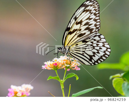 満開の花にとまるきれいな蝶々 オオゴマダラチョウ 満開の花にとまるきれいな蝶々 オオゴマダラチョウ 96824259