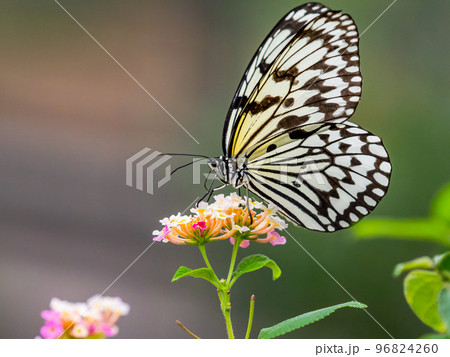 満開の花にとまるきれいな蝶々 オオゴマダラチョウの写真素材