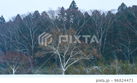 雪が降る幻想的な雪景色・奥三河北設楽町 96824471