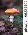 Natural fungi background.Amanita muscaria mushroom in autumn forest in dry leaves, natural background 96824509