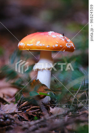 Natural fungi background.Amanita muscaria mushroom in autumn forest in dry leaves, natural background 96824509