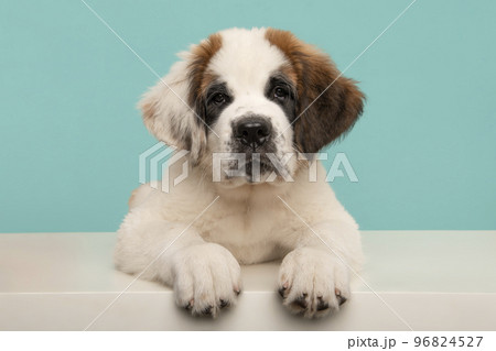 Cute Saint Bernard dog puppy  looking at the camera lying down on a white floor on a blue background 96824527