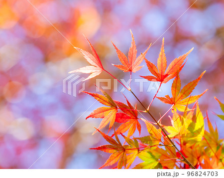 秋の景色　色とりどりの美しい紅葉 96824703