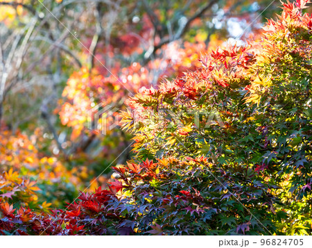 秋の景色　色とりどりの美しい紅葉 96824705