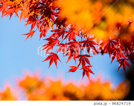 秋の景色　色とりどりの美しい紅葉 96824719