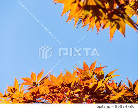 秋の景色 色とりどりの美しい紅葉 秋の景色 色とりどりの美しい紅葉 96824736