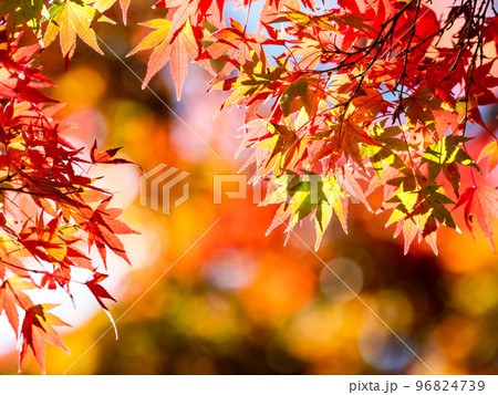 秋の景色 色とりどりの美しい紅葉 秋の景色 色とりどりの美しい紅葉 96824739