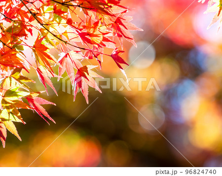 秋の景色 色とりどりの美しい紅葉 秋の景色 色とりどりの美しい紅葉 96824740