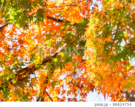 秋の景色　色とりどりの美しい紅葉 96824754