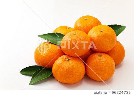 白バックで葉を添えた温州みかん 96824755