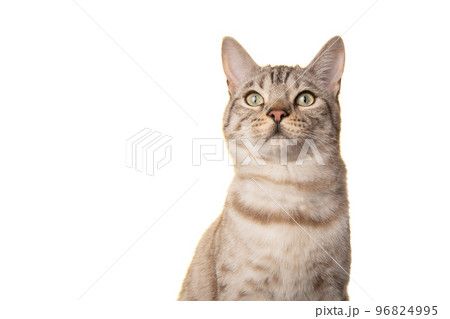 Portrait of a snow bengal purebred cat looking up on a white background Portrait of a snow bengal purebred cat looking up on a white background 96824995