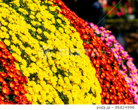 秋の美しい景色　満開の菊の花 96824996