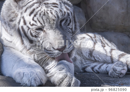 ホワイトタイガー　東武動物公園 96825090
