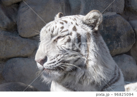 ホワイトタイガー　東武動物公園 96825094