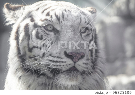 ホワイトタイガー　東武動物公園 96825109
