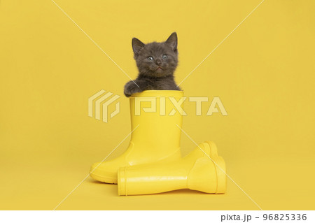 Cat wearing rain outlet boots