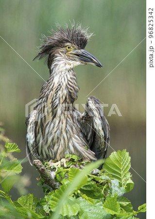 Young black crowned night heron sitting on a branch outdoors 96825342