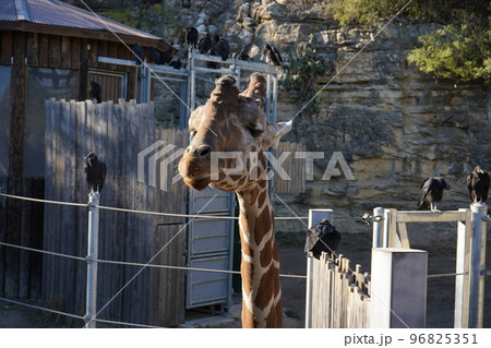 キリン 顔のアップ キリン 顔のアップ 96825351