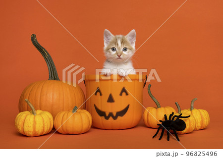 Cute kitten in a halloween pumpin bucket surrounded by pumpkins and spiders on an orange background 96825496