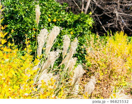 秋の景色　ハギの紅葉の中に咲くススキの花穂 96825532