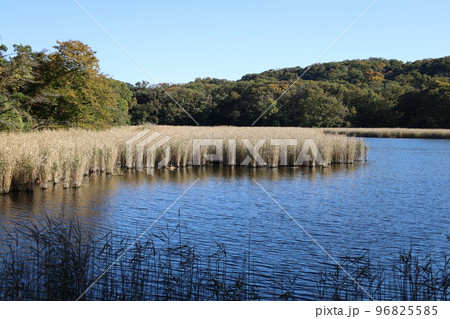 秋の一碧湖の葦 秋の一碧湖の葦 96825585