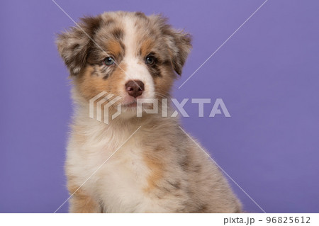 Portrait of cute australian shepherd puppy looking at the camera on a purple background Portrait of cute australian shepherd puppy looking at the camera on a purple background 96825612