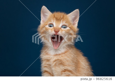 Funny portrait of an adorable ginger kitten screaming with its mouth wide open on a blue background 96825616