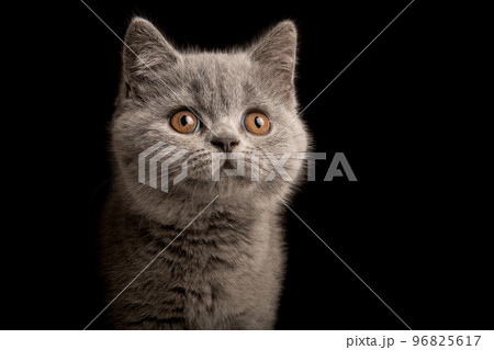 Portrait of a grey british shorthaired kitten with golden eyes looking away on a black background Portrait of a grey british shorthaired kitten with golden eyes looking away on a black background 96825617