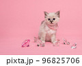 Cute little holy burmese kitten between diamonds wearing pearls on a pink background 96825706