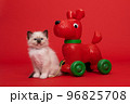 Holy burmese kitten sitting on a red background with its red dog toy looking at the camera 96825708